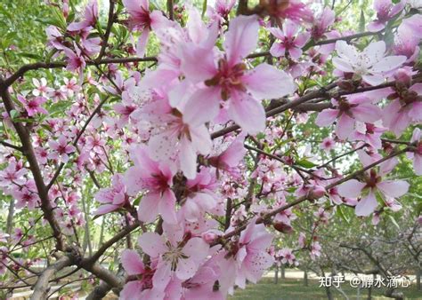 家裡桃花位